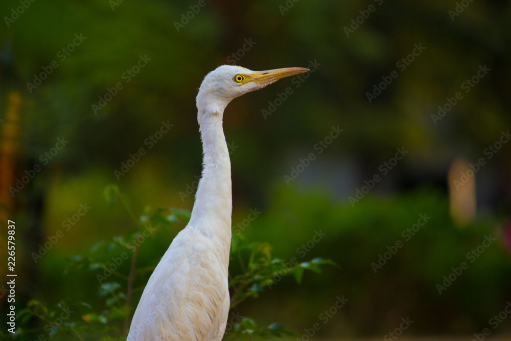 Obraz premium Cattle Egret in the garden in its natural habitat.