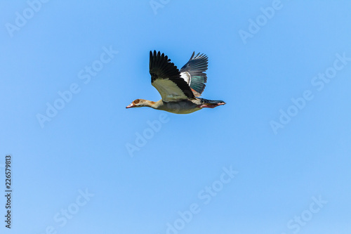 Bird Flying Egyptian Goose Mid Flight 