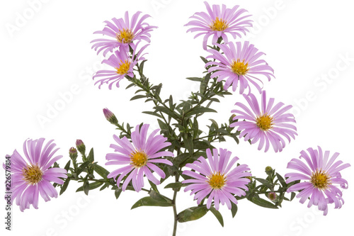 Flowers of astra perennial undersized  isolated on a white background