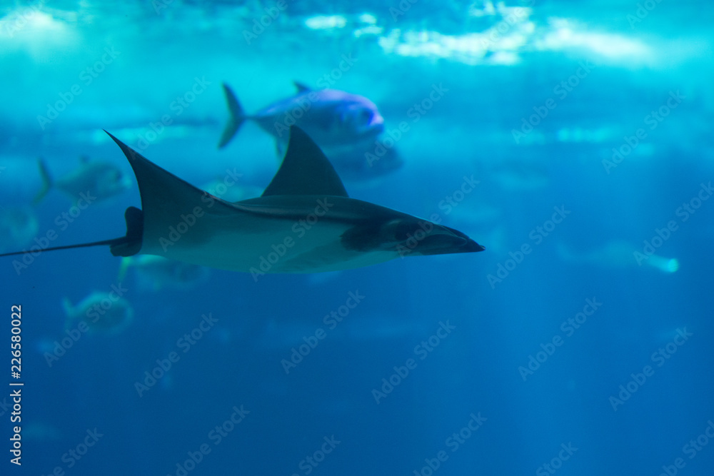 Obraz premium stingray ocean life