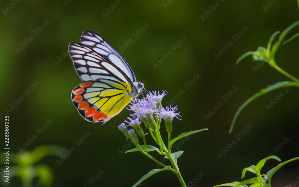 Beautiful Indian Jezebel Butterfly sitting on the flower plant in its natural habitat Beautiful Indian Jezebel Butterfly sitting on the flower plant in its natural habitat