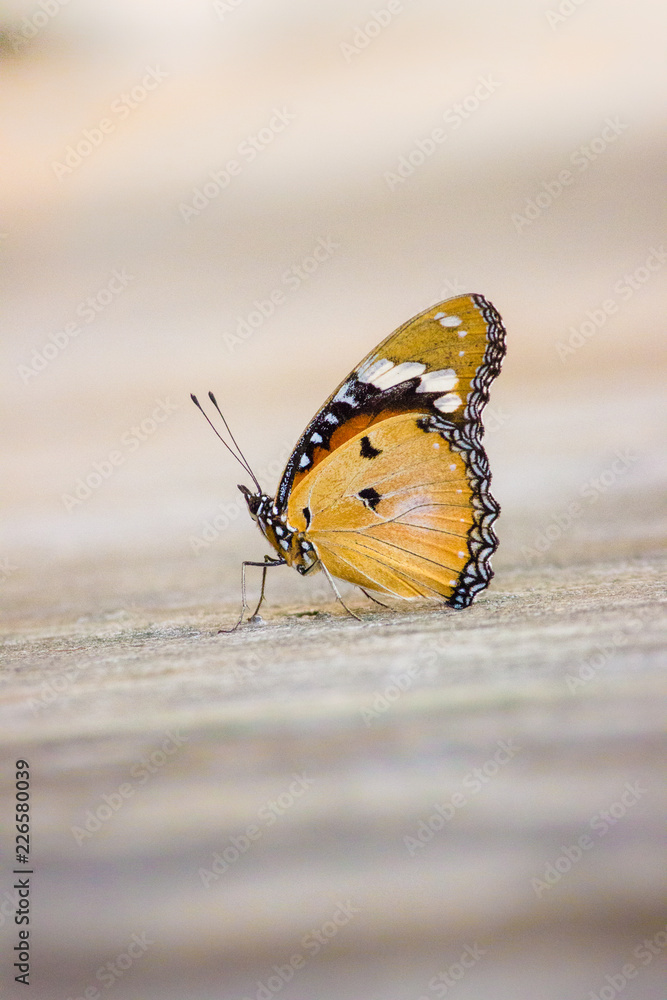 Obraz premium The Plain Tiger butterfly sitting on the flower plant with a nice soft background
