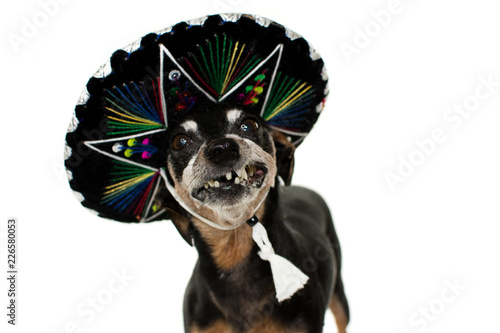 Fototapeta FUNNY DOG WEARING A MEXICAN HAT FOR A CARNIVAL OR HALLOWEEN PARTY, TOOTHLESS OR GUMMY SMILE
