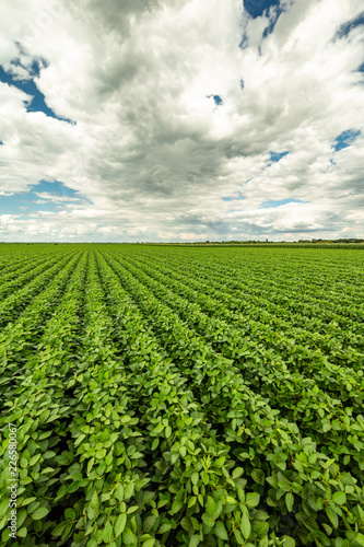 Green ripening soybean field, agricultural landscape