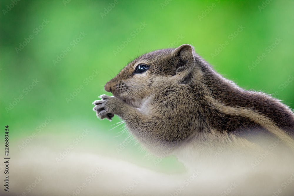 Obraz premium A Squirrel on the tree trunk looking curiously in its natural habitat with a nice soft green blurry background.