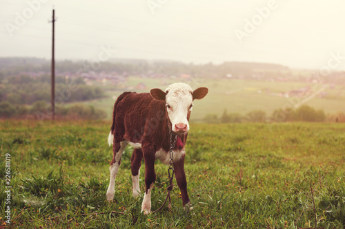 calf standing