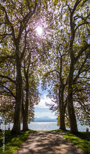 Genfer See durch Bäume