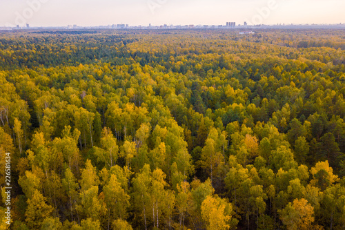 A top view of colourful forest trees