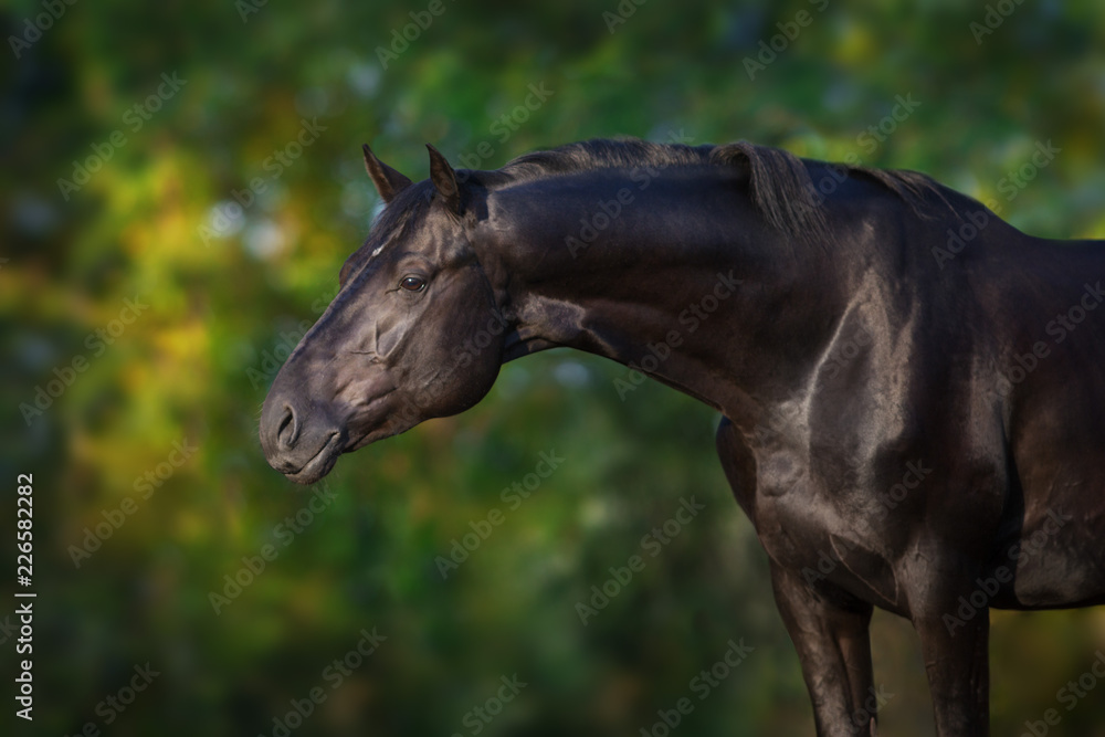 Fototapeta premium Czarny ogier portret na zewnątrz