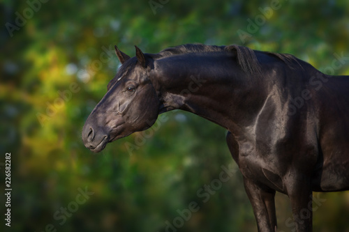 Black stallion portrait outdoor