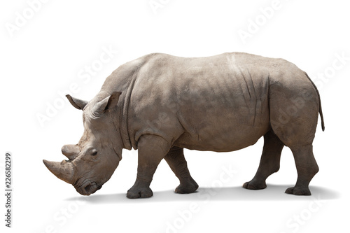 beautiful big adult rhinoceros poses  rare animal