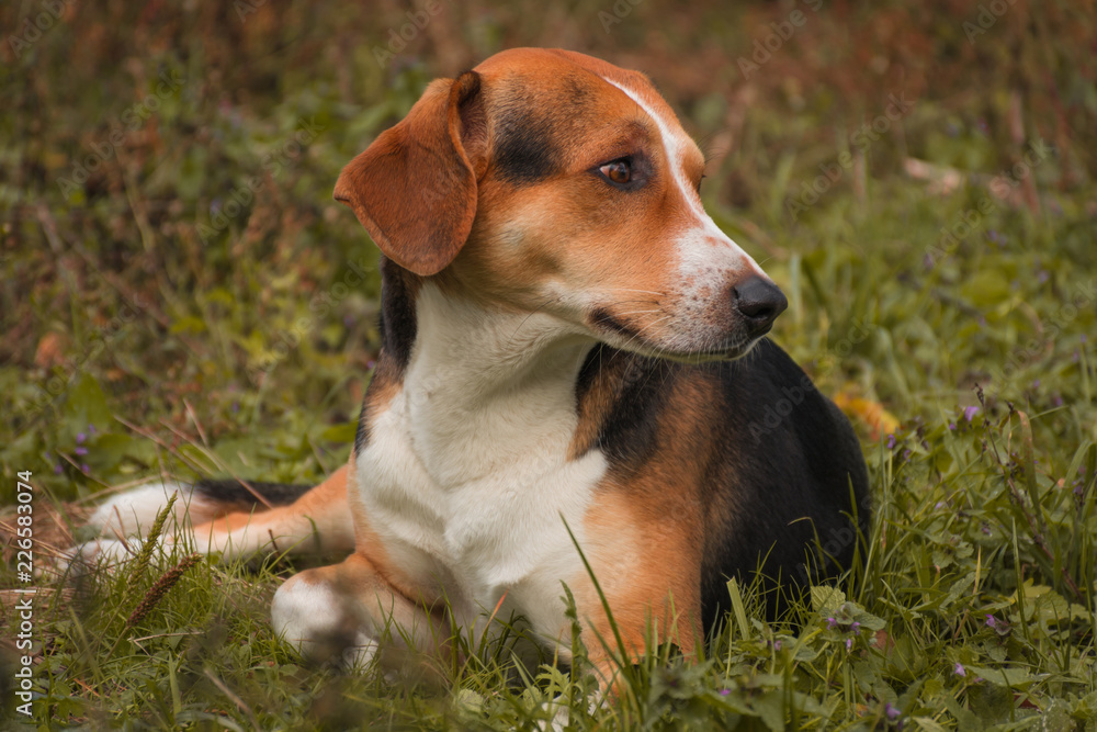 Estonian Hound. Dog lies on grass in autumn outdoor Estonian Hound. Dog lies on grass in autumn outdoor