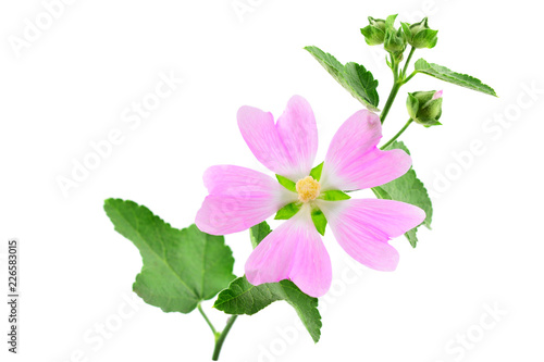 Althaea Officinalis Medicinal Herb Plant. Also Marsh-Mallow, Marsh Mallow or Common Marshmallow. Isolated on White Background.