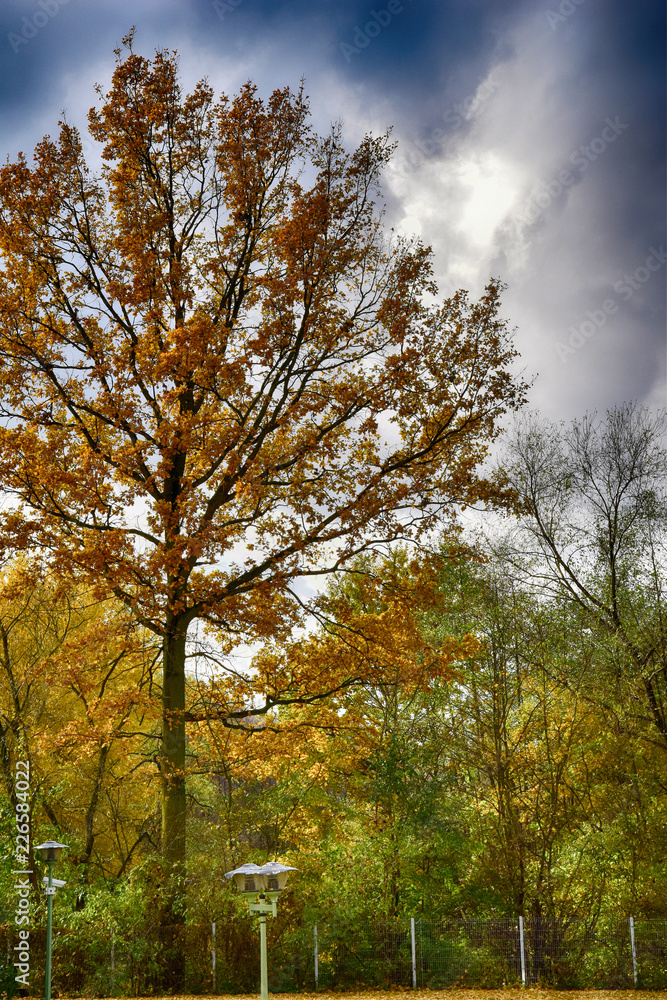 golden autumn landscape full of fallen leaves in the park