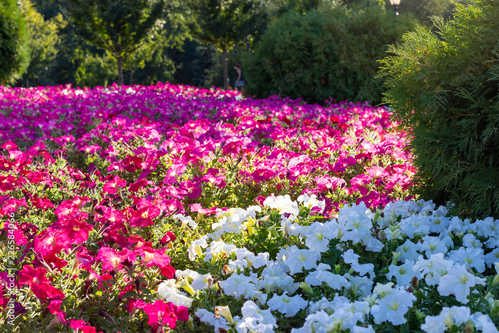 Beautiful bright flower bed colors Impatiens. Green trees around the edge and inside are red and white flowers are separate. Landscaping flowers and small trees.