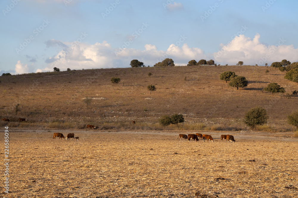 The Menashe Hills
