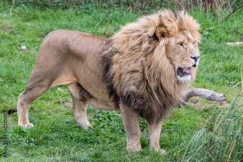 Fototapeta Naklejka Na Ścianę i Meble -  Large Male Lion
