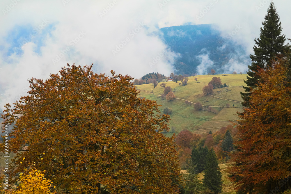 Foggy landscape view in Black Forest