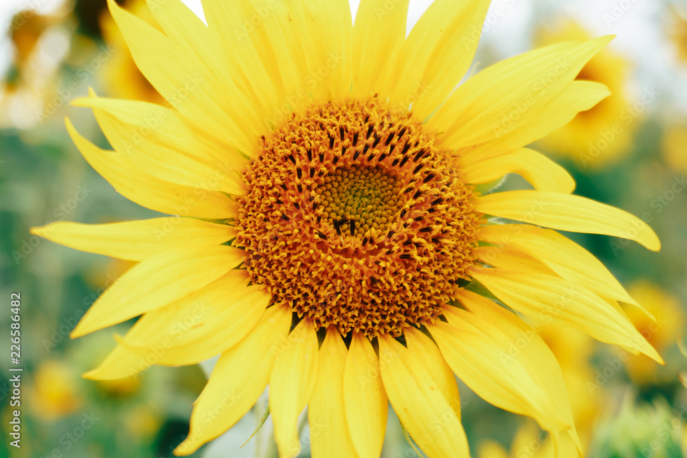 lonely sunflower in the field close up lonely sunflower in the field close up