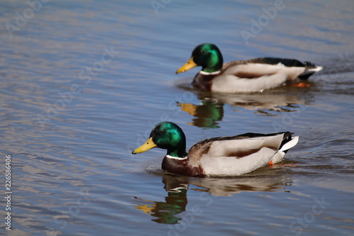 two ducks on a lake © livethemoment