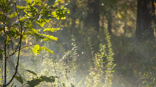 Beautiful morning scene, sun rays break through the branches of trees.