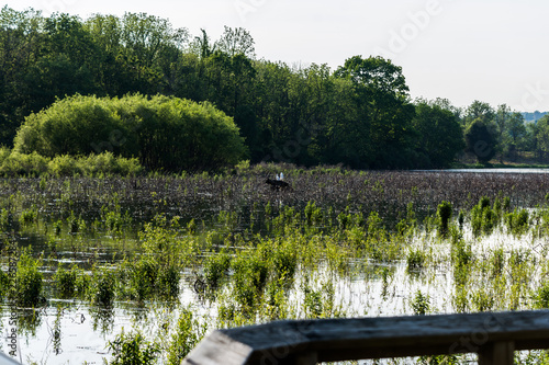 Carp Fish Swimming in Lake Redman in Loganville, Pennsylvania photo