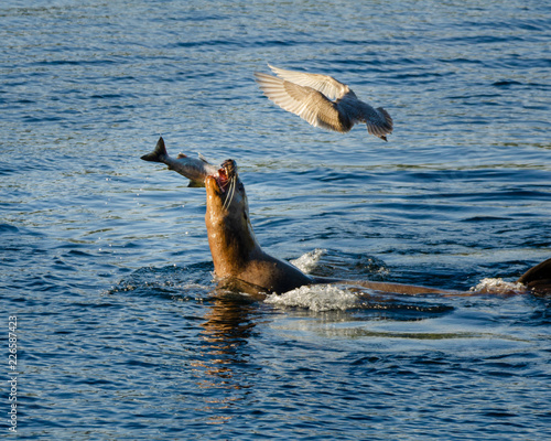 Sea Lion Salmon Fishing