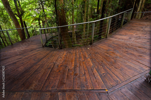 Photography Raised walkway in rainforest floor near Katoomba in New South Wales, Australia
