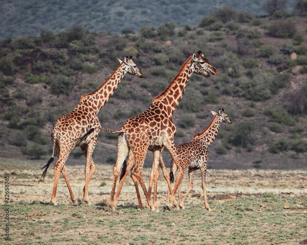 Obraz premium A herd of giraffes at Lake Magadi, Kenya
