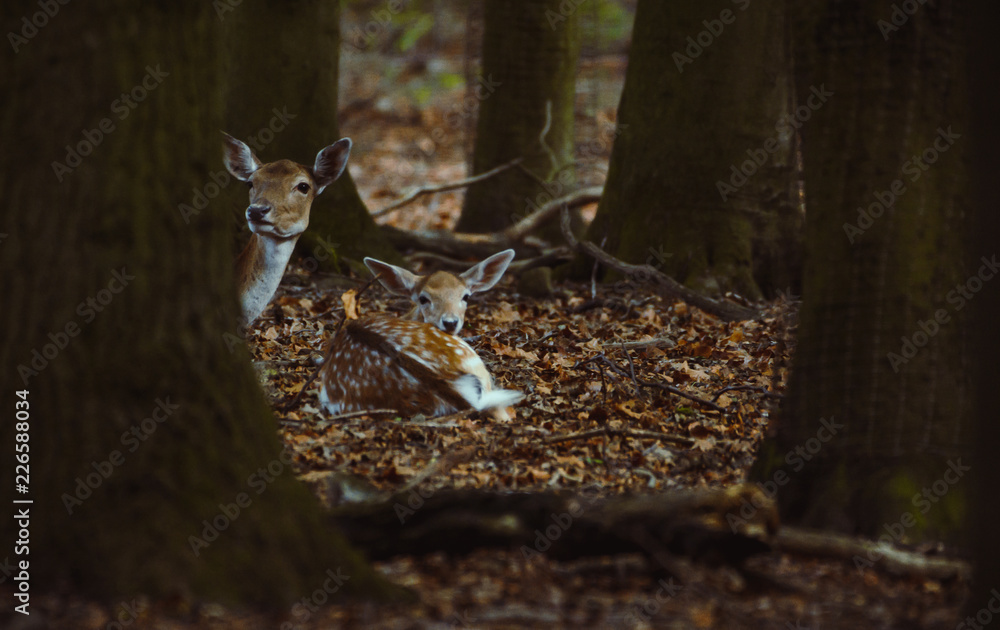 Damwild in einem Gehege Damwild in einem Gehege