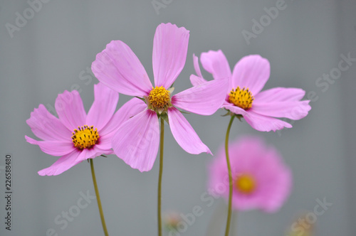 Pink color blossom Cosmos