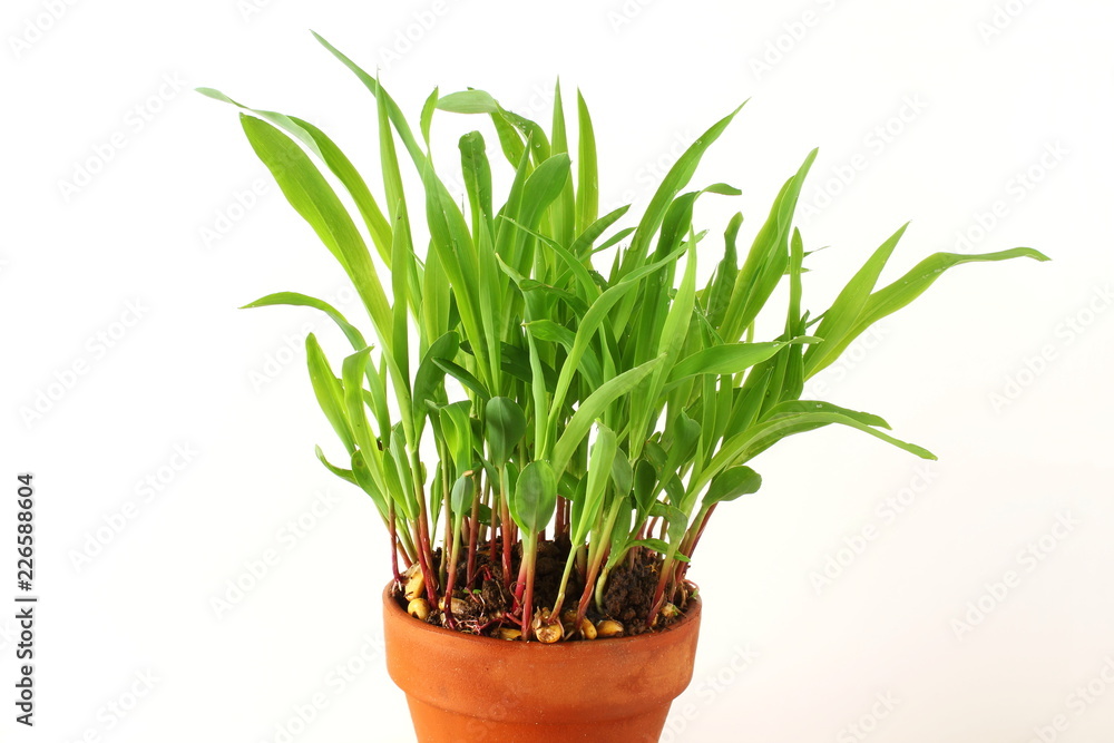 sweet corn plant growing in pot for web,agriculture,nature,garden related concept closeup in white background