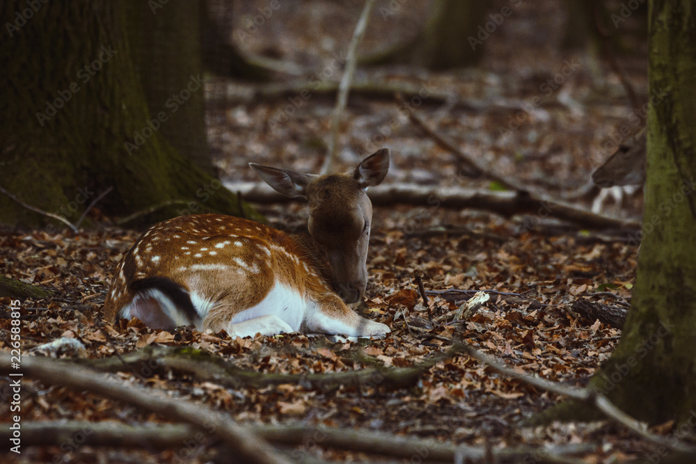 Damwild liegt ein einem Wald innerhalb eines Geheges