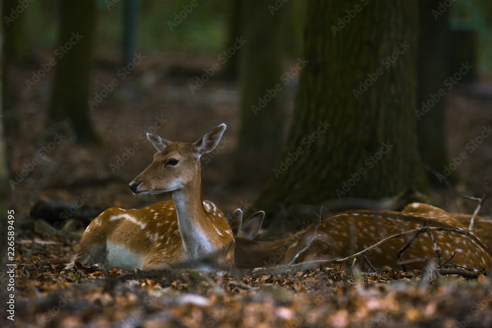Fototapeta premium Damwild liegt ein einem Wald innerhalb eines Geheges