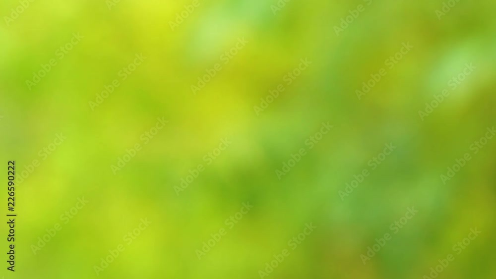 Rainy autumn cold weather. Heavy rain falling down isolated on green blurry foliage of trees bokeh background. Real time 4k video footage. Rainy autumn cold weather. Heavy rain falling down isolated on green blurry foliage of trees bokeh background. Real time 4k video footage.