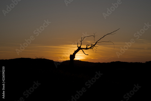 A dry tree on a hill at sunset