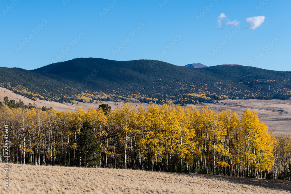 Autumn scene of a golden yellow aspen grove along the edge of a grassy meadow with distant open rangeland and mountains