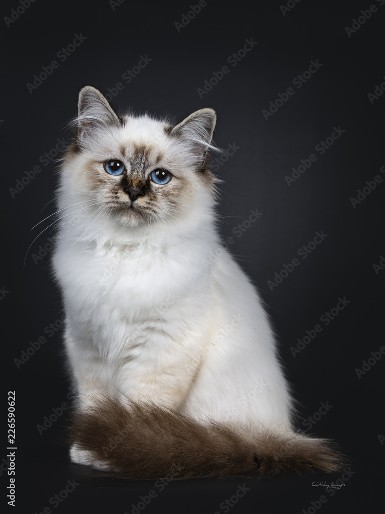 Stunning tabby point Sacred Birman cat kitten sitting with tail around body and looking into lens with marvelous blue eyes, isolated on black background