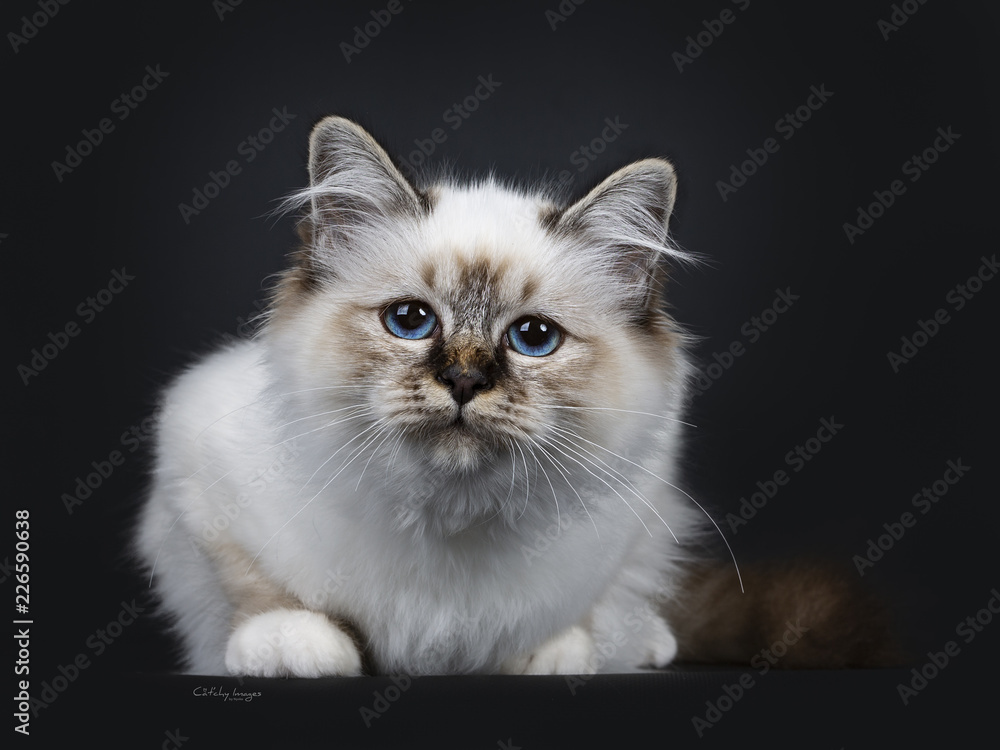 Stunning tabby point Sacred Birman cat kitten, laying down and looking curious into lens with marvelous blue eyes, isolated on black background