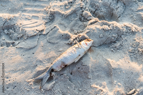Closeup of one dead fish, blood washed up during red tide algae bloom toxic in Naples beach in Florida Gulf of Mexico during sunset on sand photo