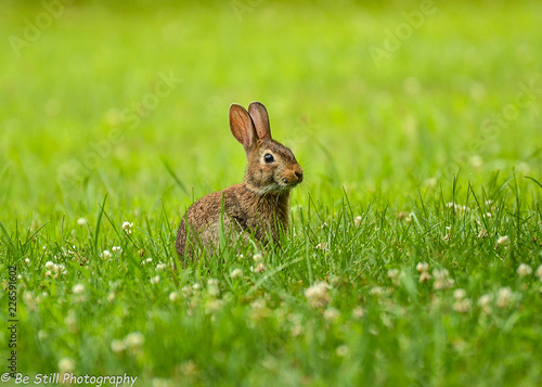 Photography Bunny in the grass