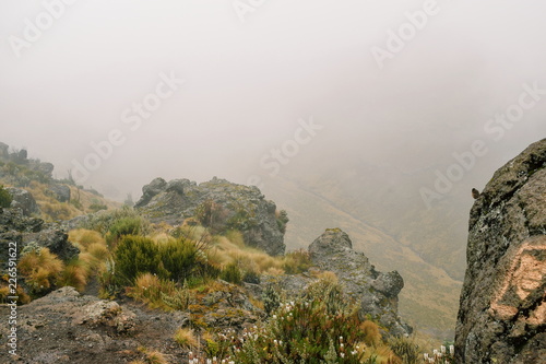 High altitude moorland and giant groundsels at Mount Kenya