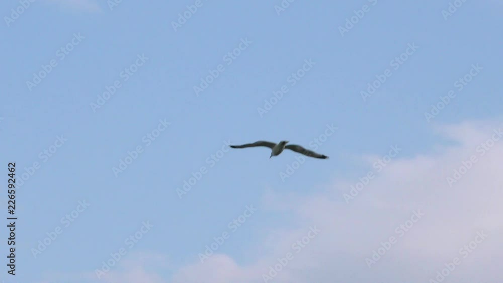 Seagull flies high in the blue sky. A free wild bird soars in the clouds. Seagull flies high in the blue sky. A free wild bird soars in the clouds.