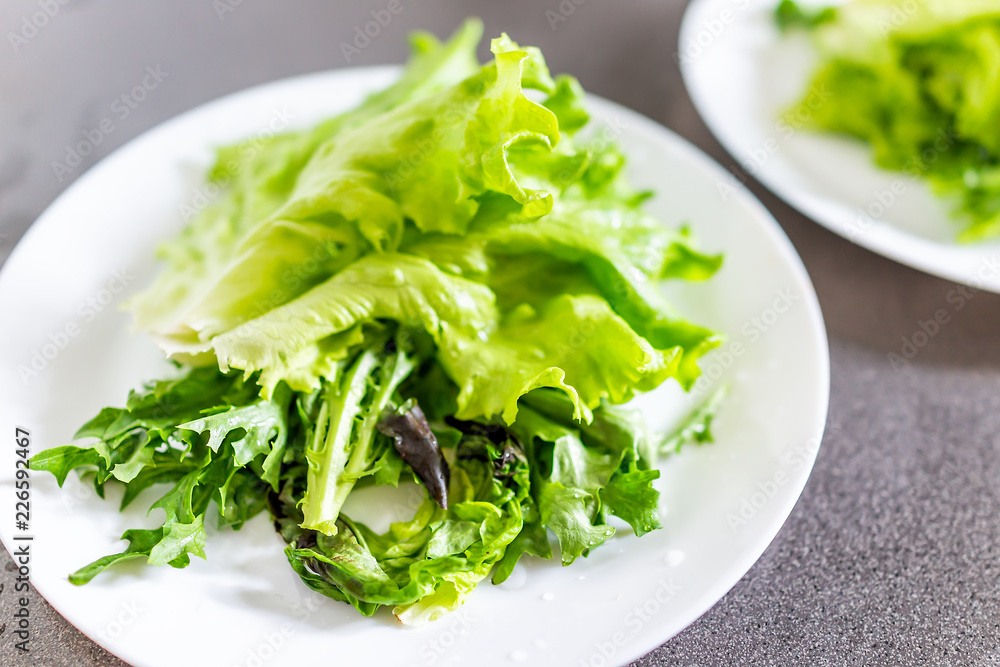 Closeup of fresh raw, expensive local butter lettuce on two white plates in Iceland, vibrant green color, salad Closeup of fresh raw, expensive local butter lettuce on two white plates in Iceland, vibrant green color, salad