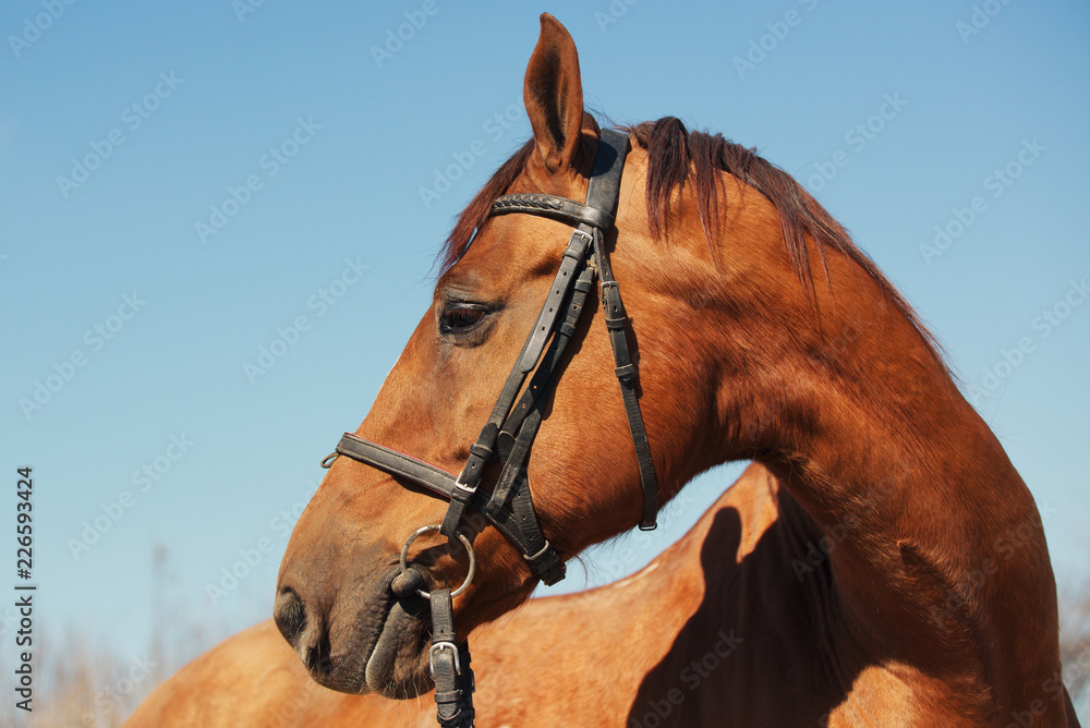 Obraz premium Portrait of a beautiful brown horse in harness