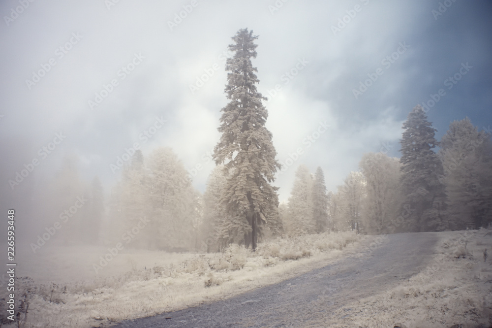 Fototapeta premium Summer landscape shot in the infrared range