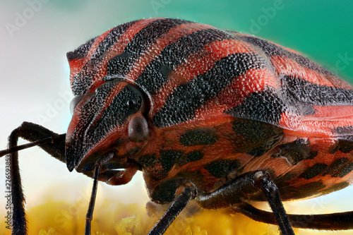 Stink bug bar "Graphosoma lineatum"is sitting on camomile © Andrey