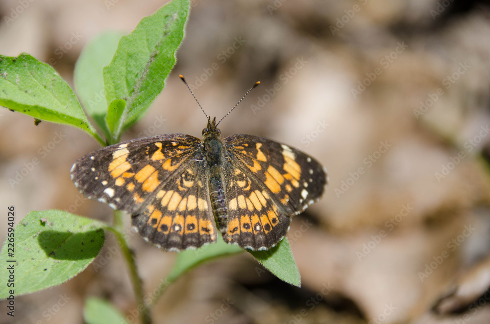 Obraz premium Butterfly