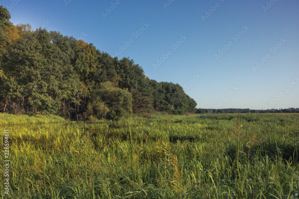 Fototapeta premium Summer countryside lush green wetland forest landscape at sunrise 