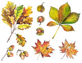 Autumn set with oak, maple and chestnut leaves, acorns and chestnuts. Isolated elements for design. Watercolor illustration.